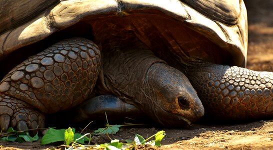 Zoo turtle tortoise photo