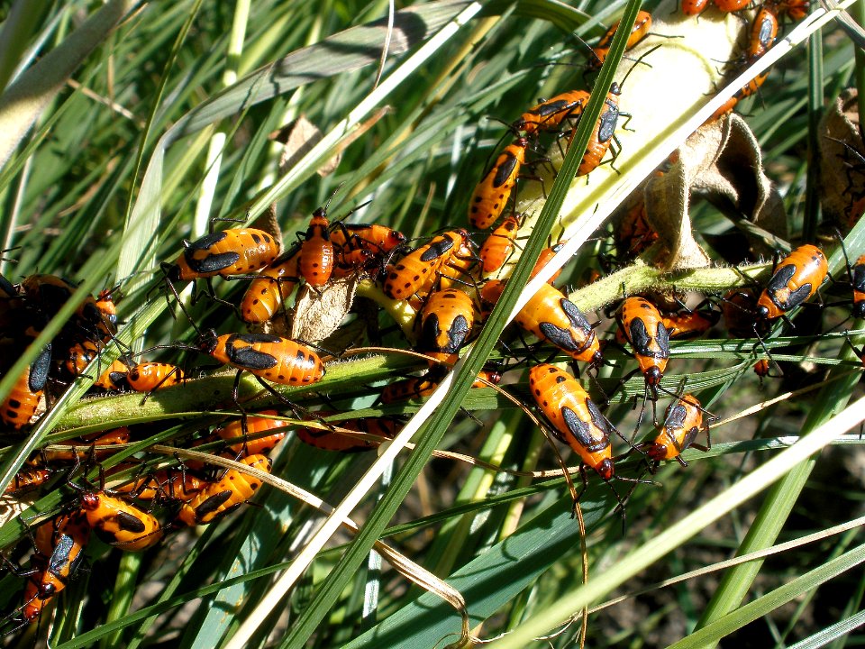 Milkweed Bugs, Chicago Botanic Garden, 2013-09-23, 01