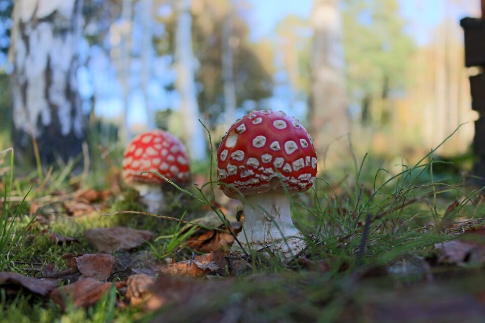 Summer finland landscape