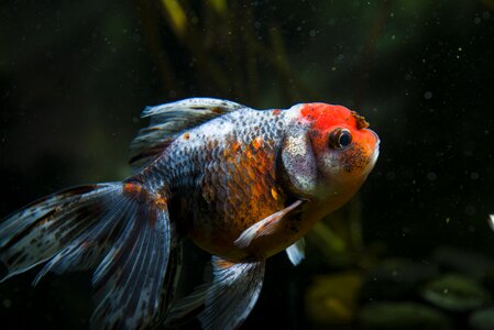 Ornamental fish goldfish aquarium photo