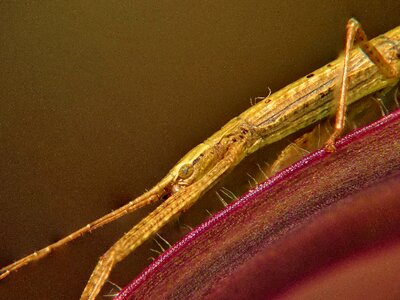 Eye insect antennae