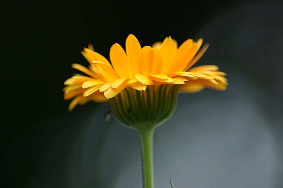 Bloom orange flowers close up