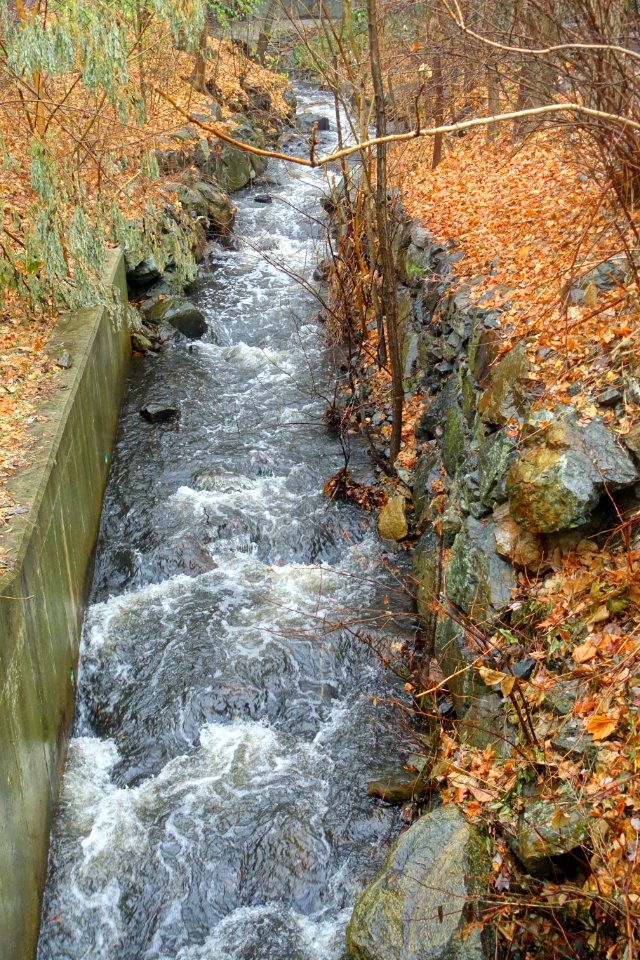 Mill Brook - Arlington, MA - DSC03311