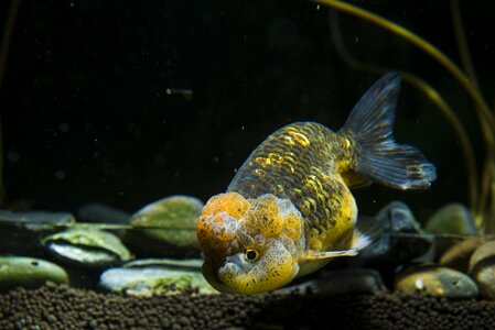 Ornamental fish goldfish aquarium photo