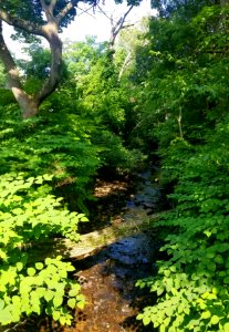 Mill Brook Drive - Arlington, MA - 20200707 090816