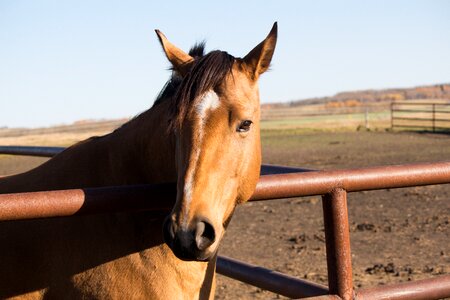 Breed activity cowboy photo