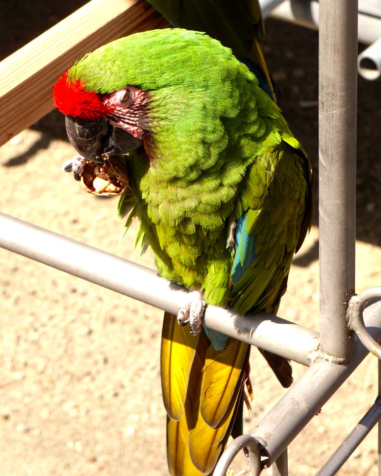 Military Macaw (Ara militaris) eating a walnut at the Cougar Mountain Zoo 2014