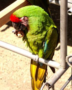 Military Macaw (Ara militaris) eating a walnut at the Cougar Mountain Zoo 2014 photo