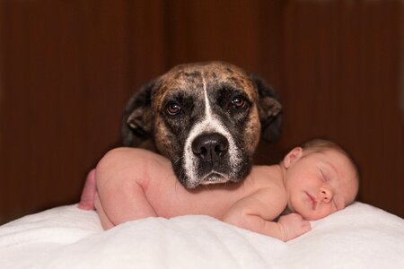 Small canine love