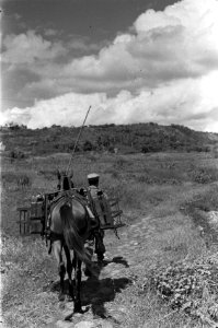 Militair met een paard of muilezel, Bestanddeelnr 4644