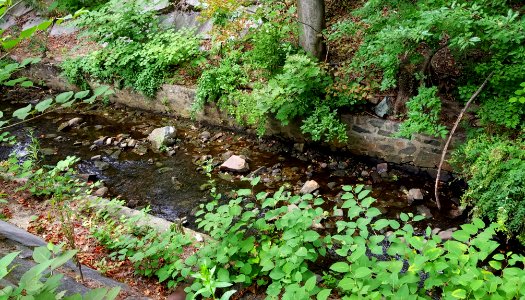 Mill Brook - Arlington, MA - 20200816 084834