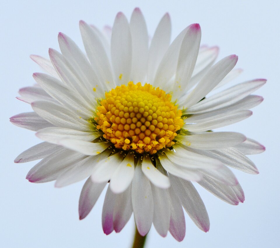 Spring flower meadow