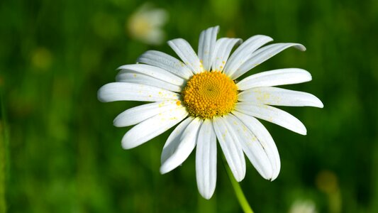 Nature garden blossom