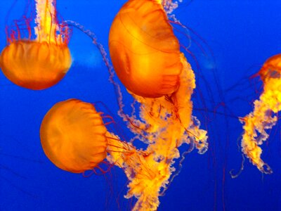 Ocean marine animal