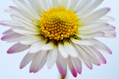 Spring flower meadow photo