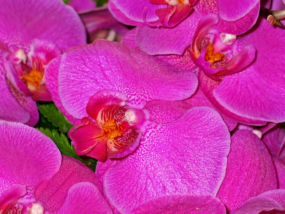 Purple nature plant