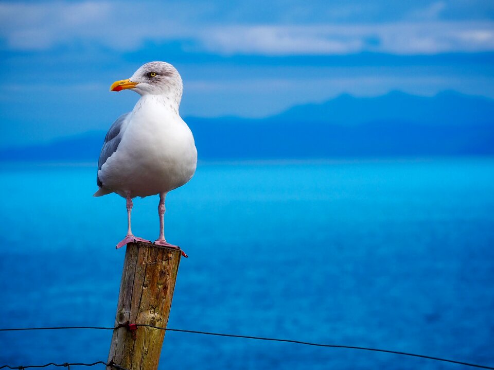 Wildlife sea ocean photo