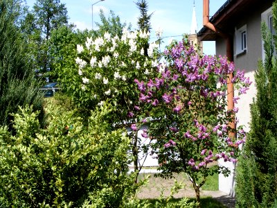 Mikołajki. Ab-015