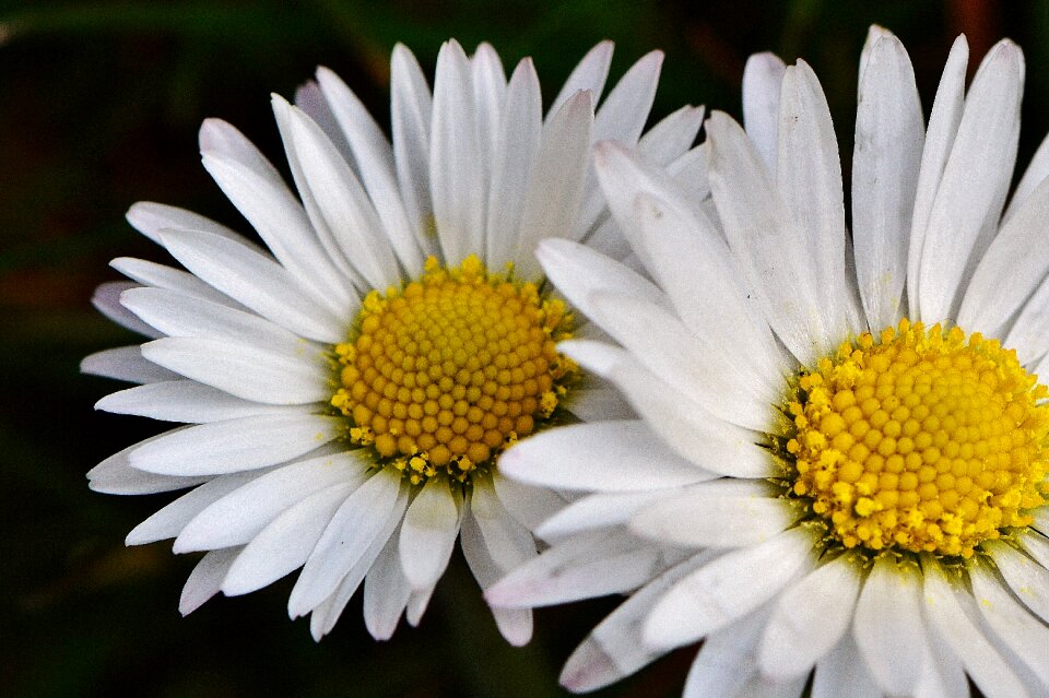 Flowers spring flower