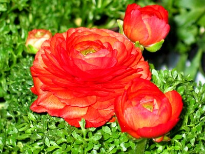 Spring nature bright