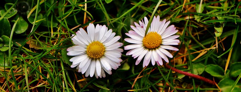 Flowers spring flower
