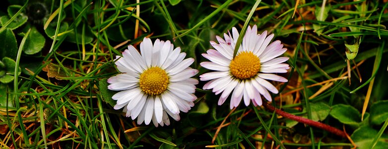 Flowers spring flower photo