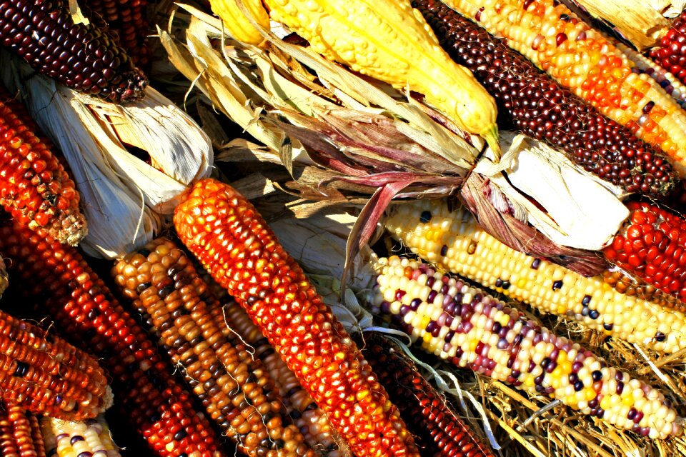 Harvest biodiversity food