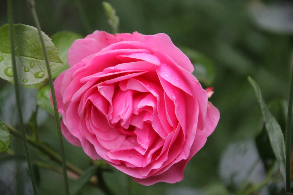 Rose pink open rose