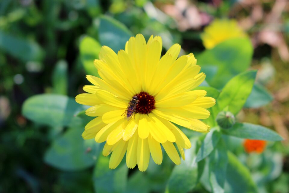 Summer yellow nature