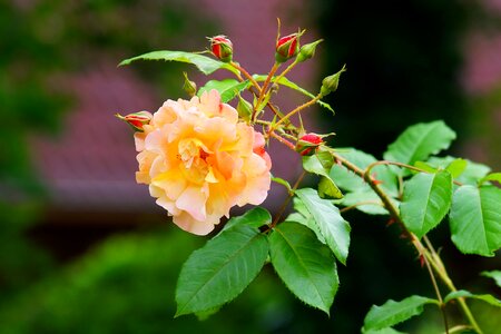 Rose tender garden