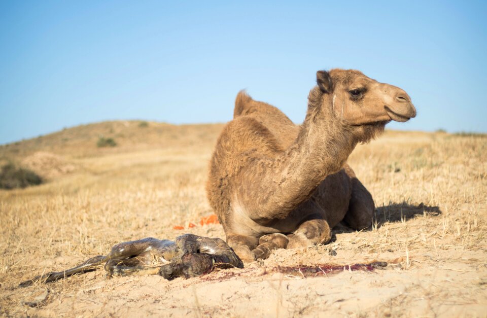 Desert travel mammal