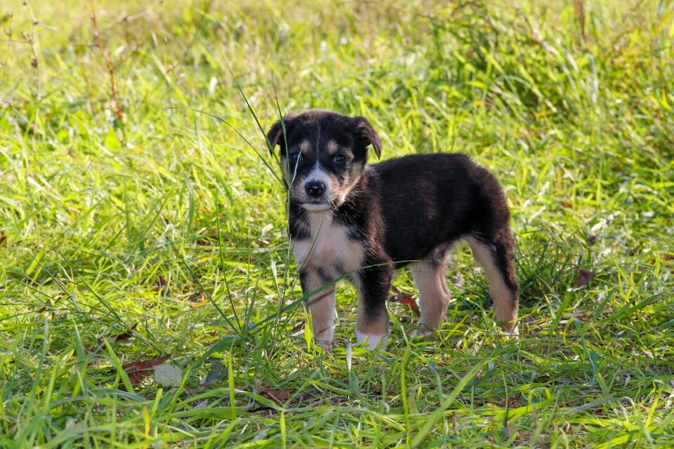 Baby animal animal animals