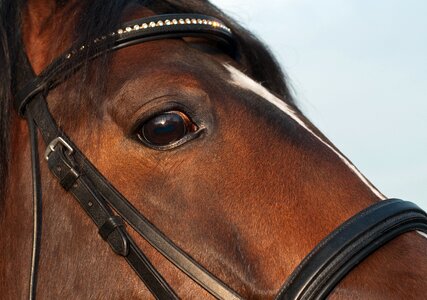 Close up animal look