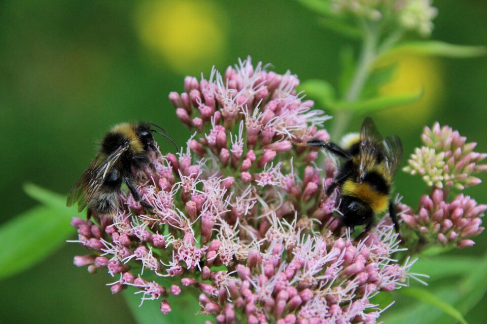 Pollination insect flower photo