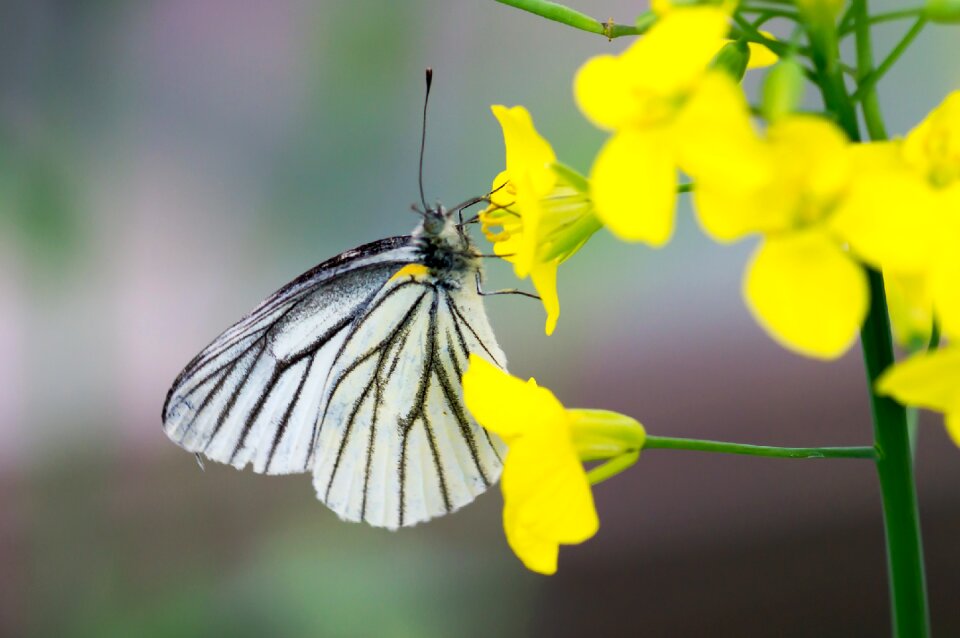 Outdoor flower fly