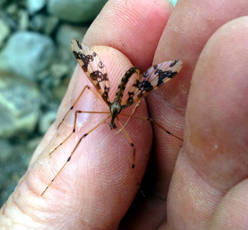 Mischoderus annuliferus 2923675