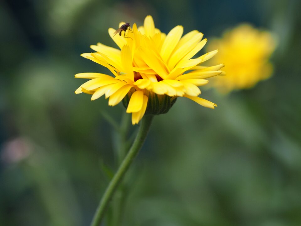 Nature summer blossom