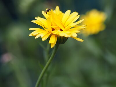 Nature summer blossom