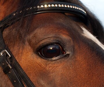 Close up animal look