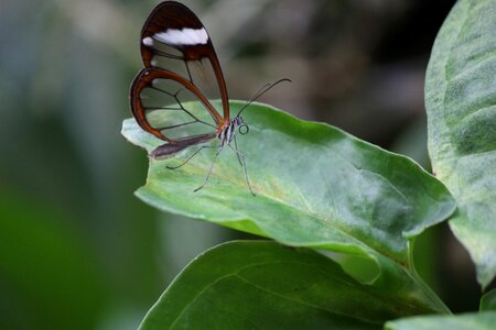 Sesiidae butterfly transparent