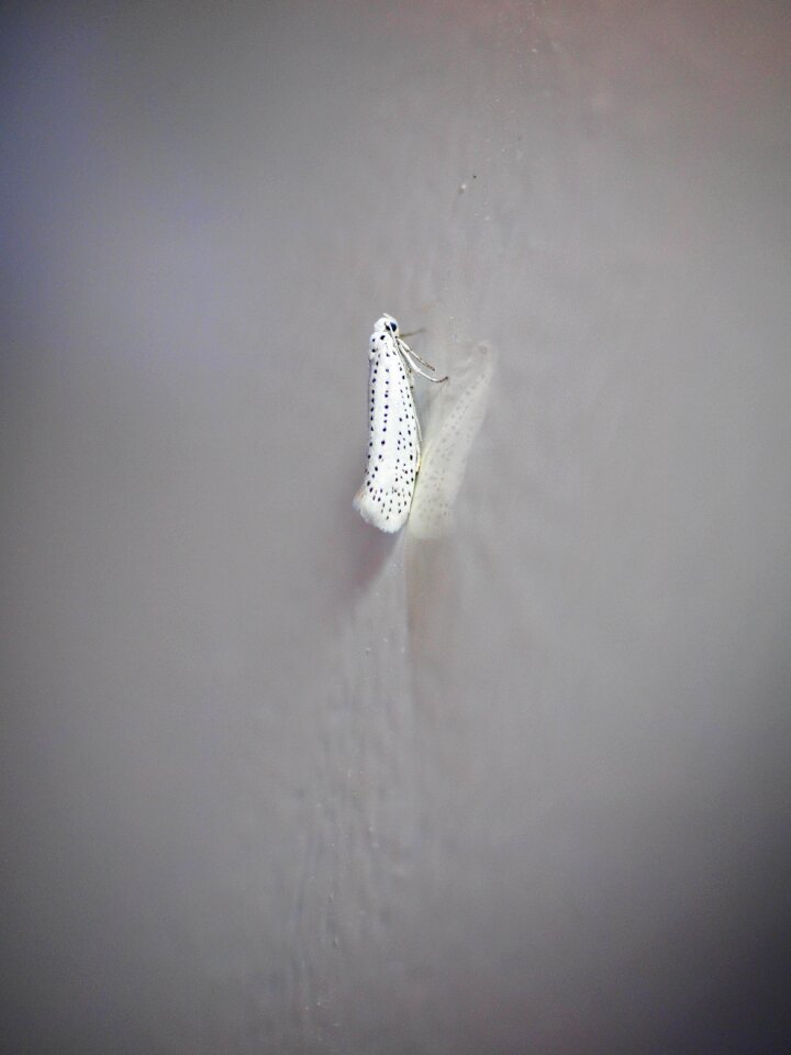 Yponomeuta evonymella butterfly white