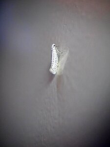 Yponomeuta evonymella butterfly white