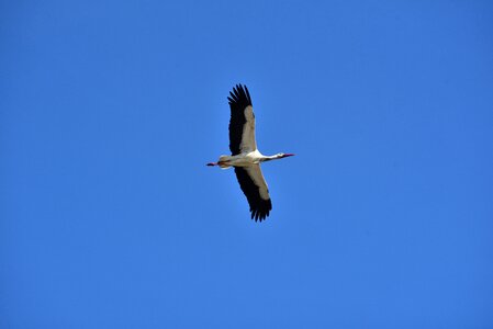 Black white bill rattle stork photo