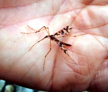 Mischoderus annuliferus 2923676