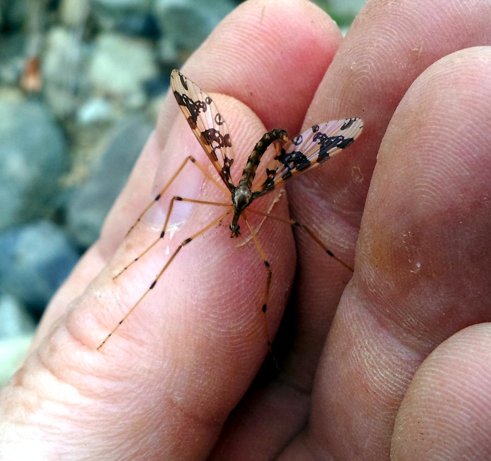 Mischoderus annuliferus 2923677