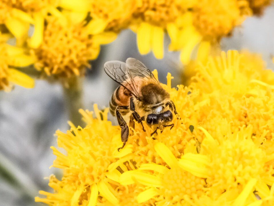 Yellow spring nature