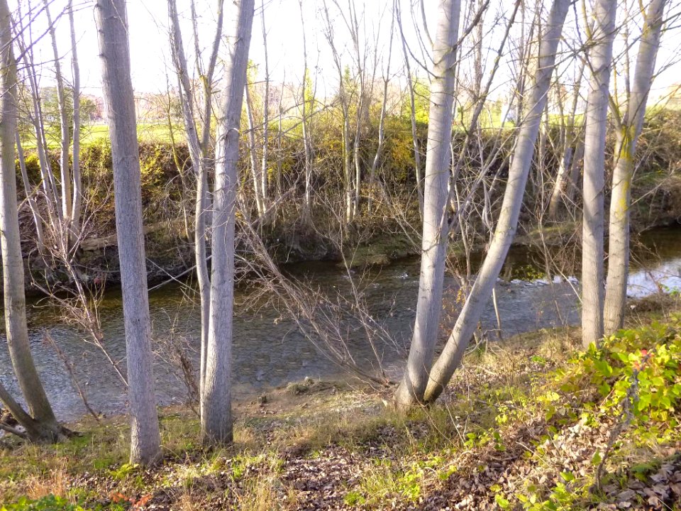 Miranda de Ebro - Río Bayas 2