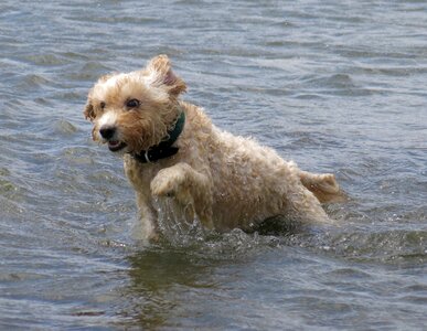 Canine cute ocean photo