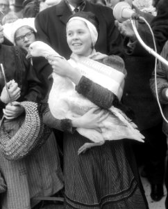 Miss ganzenhoedster 1966, Margriet Ambergen met één van de ganzen, Bestanddeelnr 919-7884