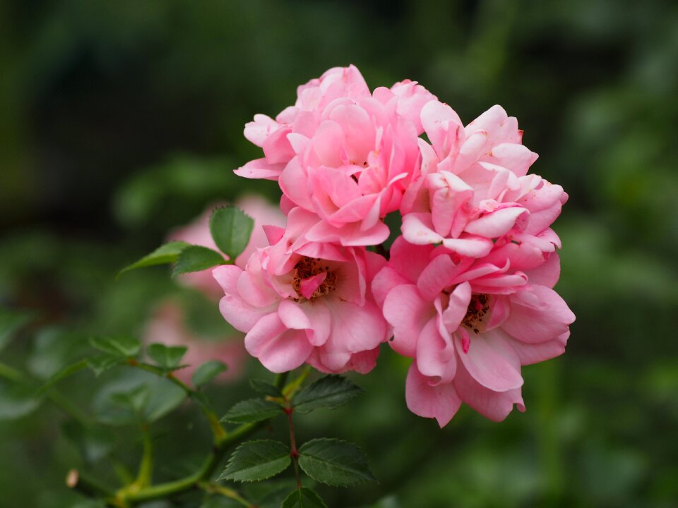 Flowers blossom bloom